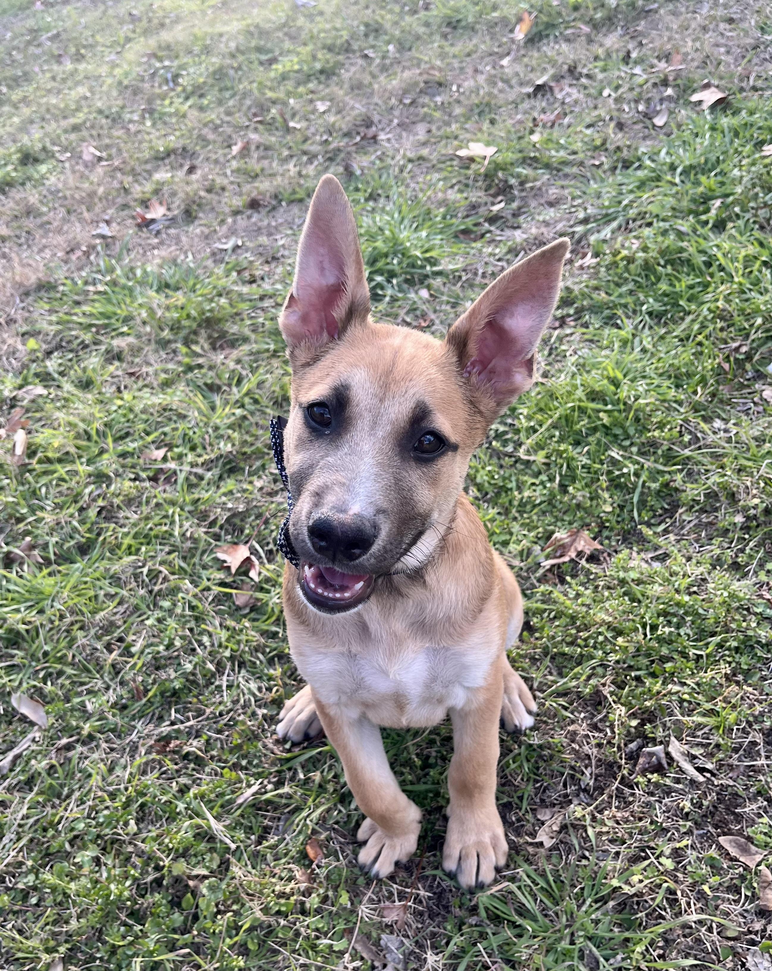 Brock, Adopted, Young Male Belgian Shepherd / Malinois.