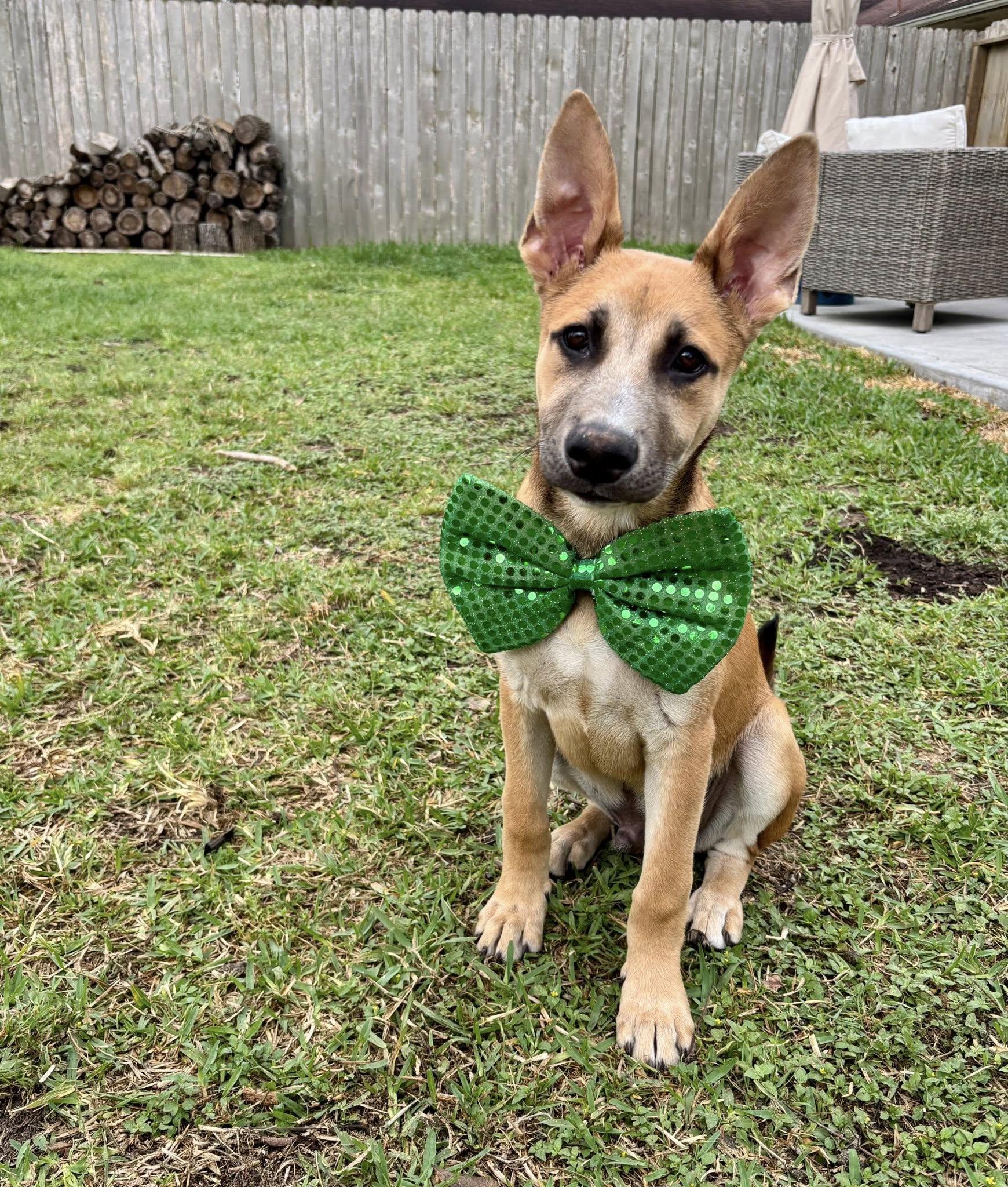Enlarge Brock, a Adopted mixed breed in Houston, TX image 5/6