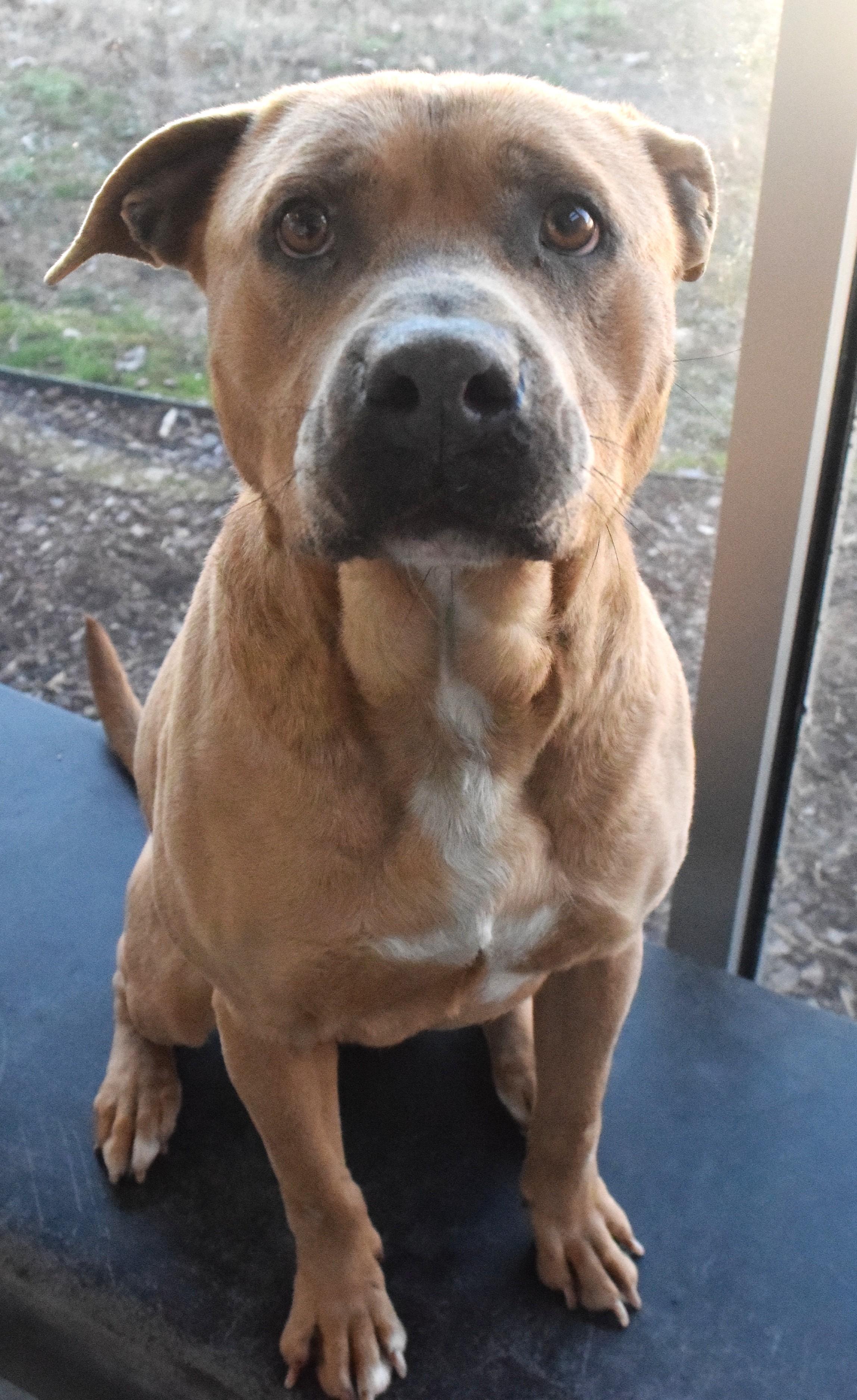 #21935 "Prince", ADOPTABLE, Adult Male Pit Bull Terrier.