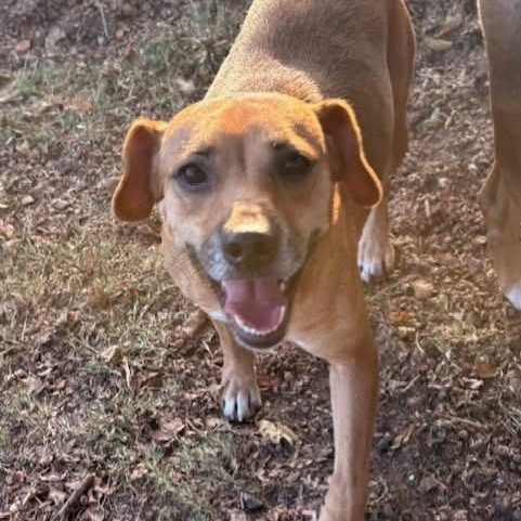 Enlarge Dalia, a Adoptable mixed breed in Southaven , MS image 1/4
