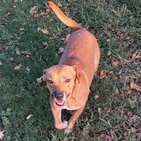 Enlarge Dalia, a Adoptable mixed breed in Southaven , MS image 2/4