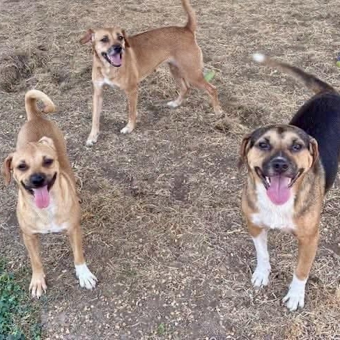 Enlarge Dalia, a Adoptable mixed breed in Southaven , MS image 4/4