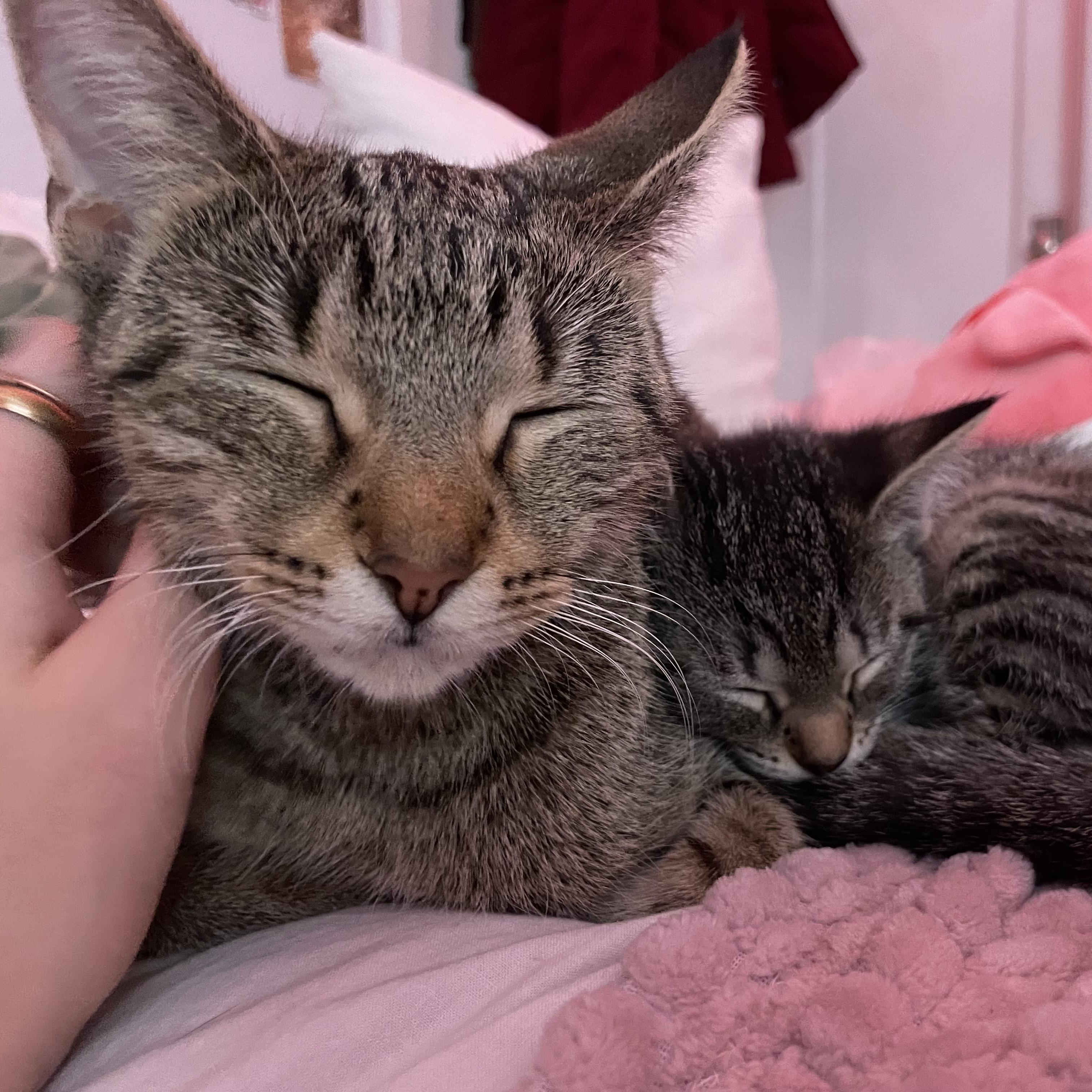 Juno Parks, adopted, Young Female Domestic Short Hair.