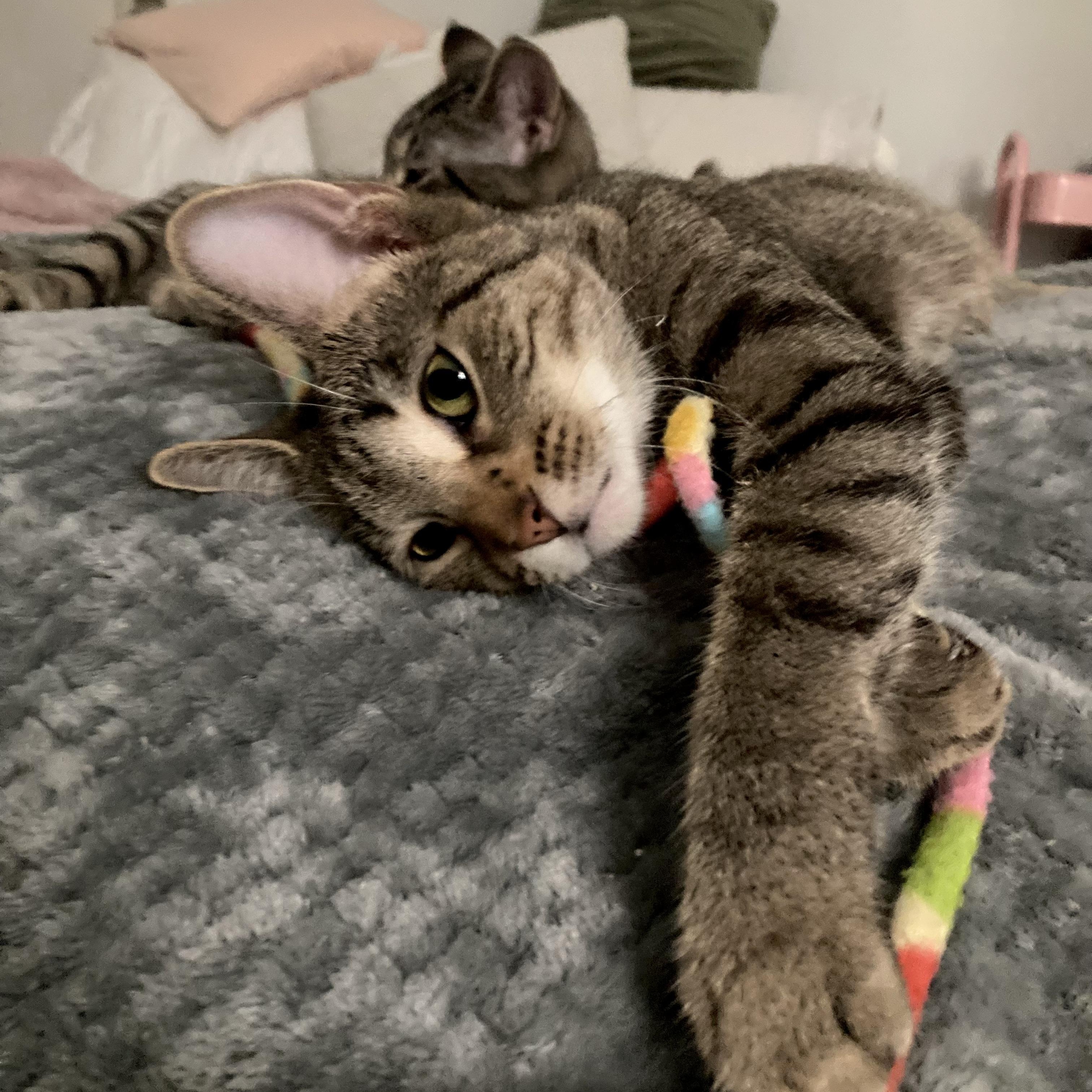 Enlarge Juno Parks, an adopted mixed breed in Chicago, IL image 3/3