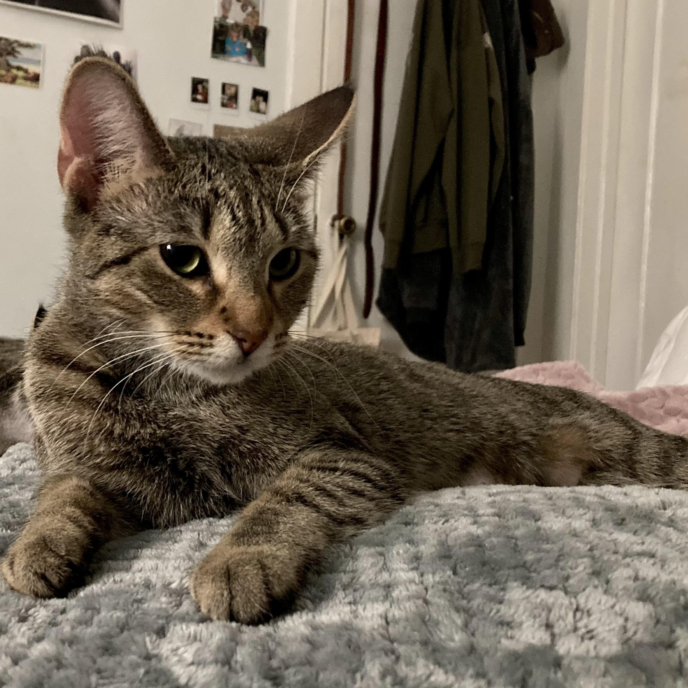 Enlarge Juno Parks, an adopted mixed breed in Chicago, IL image 2/3