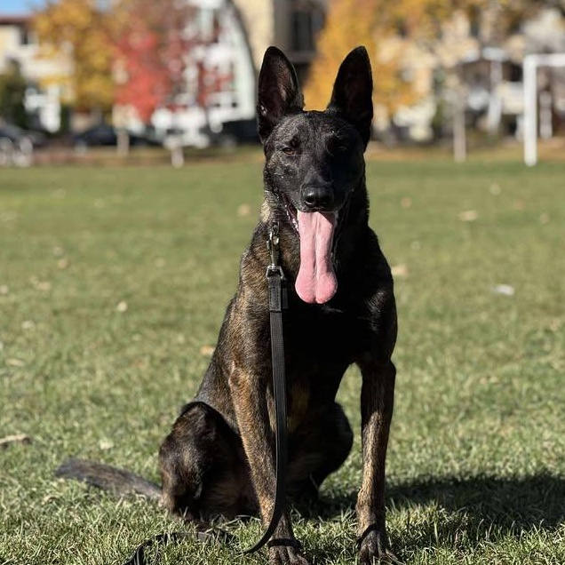 Ares, Adoptable, Adult Male Dutch Shepherd & Belgian Shepherd / Malinois.
