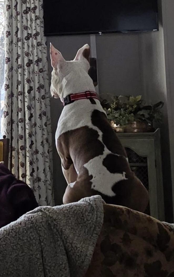 Enlarge Eloise, a ADOPTABLE mixed breed in Mount Morris, MI image 1/6