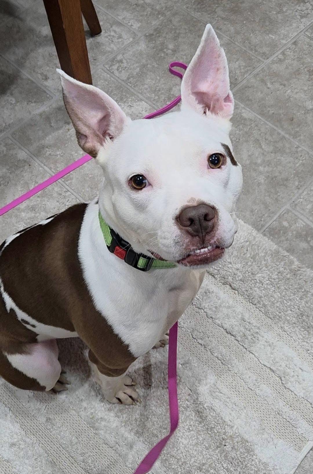 Enlarge Eloise, a ADOPTABLE mixed breed in Mount Morris, MI image 2/6