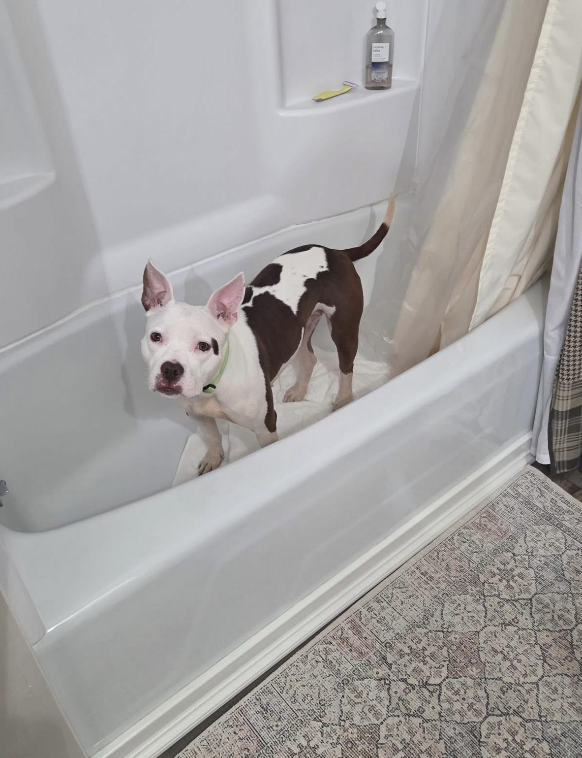 Enlarge Eloise, a ADOPTABLE mixed breed in Mount Morris, MI image 3/6