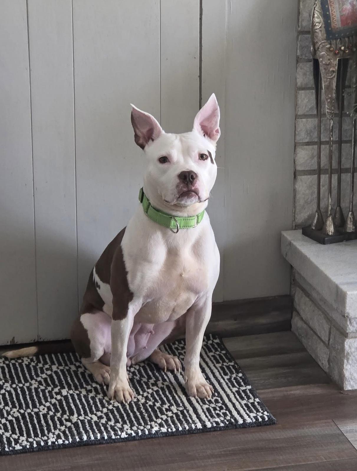 Enlarge Eloise, a ADOPTABLE mixed breed in Mount Morris, MI image 4/6