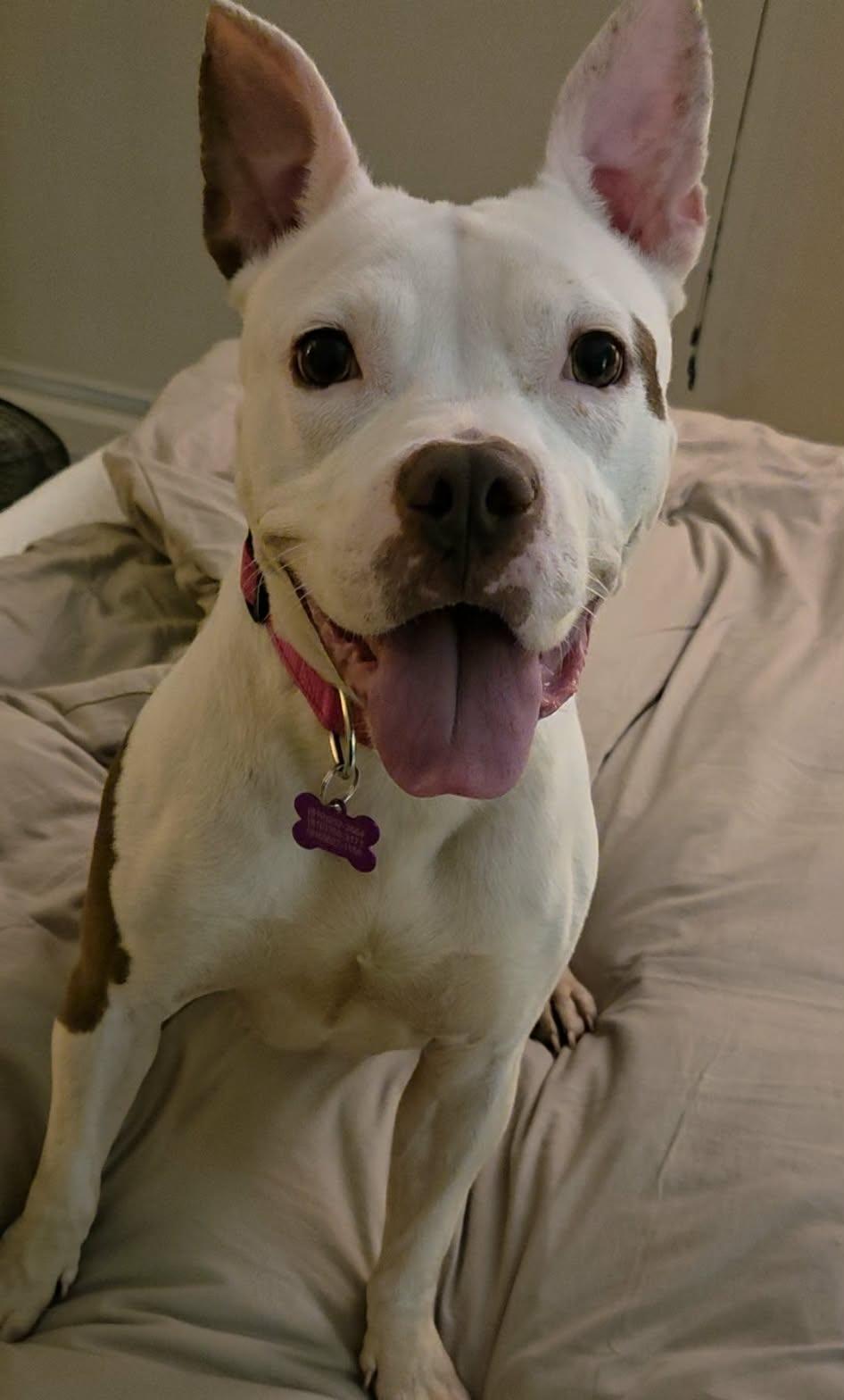 Enlarge Eloise, a ADOPTABLE mixed breed in Mount Morris, MI image 6/6