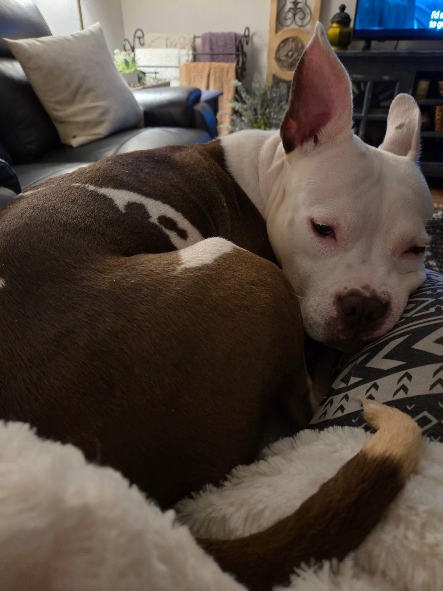 Enlarge Eloise, a ADOPTABLE mixed breed in Mount Morris, MI image 5/6