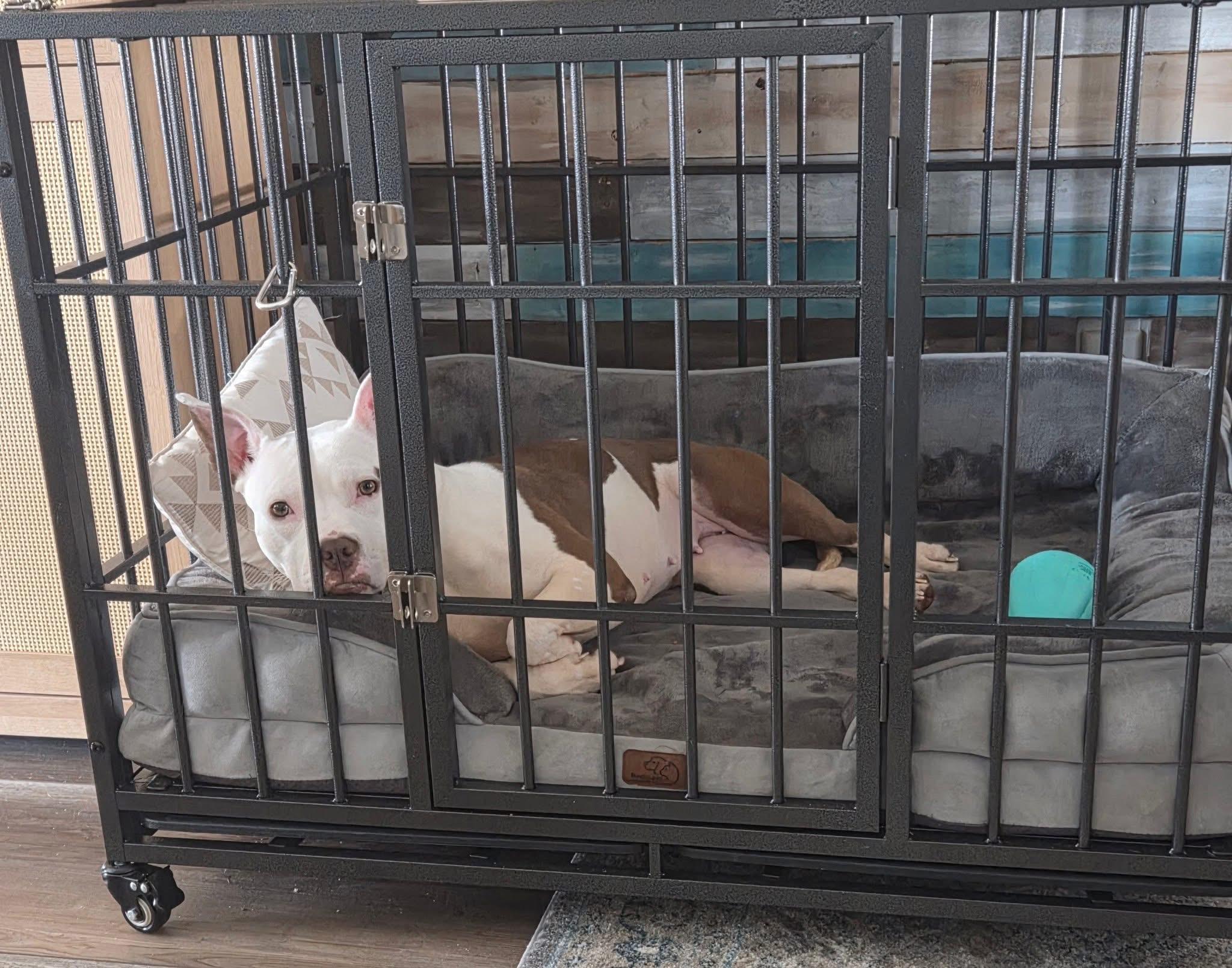 Enlarge Eloise, a ADOPTABLE mixed breed in Mount Morris, MI image 6/6