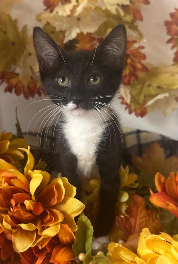 Enlarge 9/1/25 - Shingo, a Adopted mixed breed in Stillwater, OK image 1/1