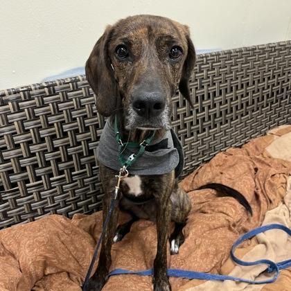 Mercedes, ADOPTABLE, Young Male Mixed Breed.