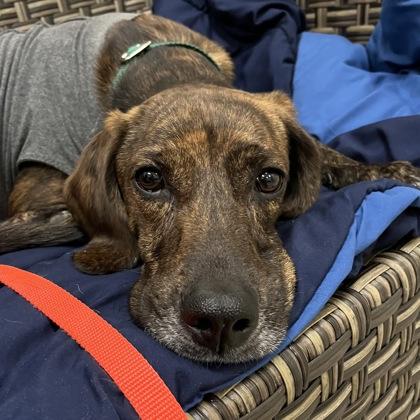 Enlarge Mercedes, a ADOPTABLE Mixed Breed in Westbrook, ME image 2/2