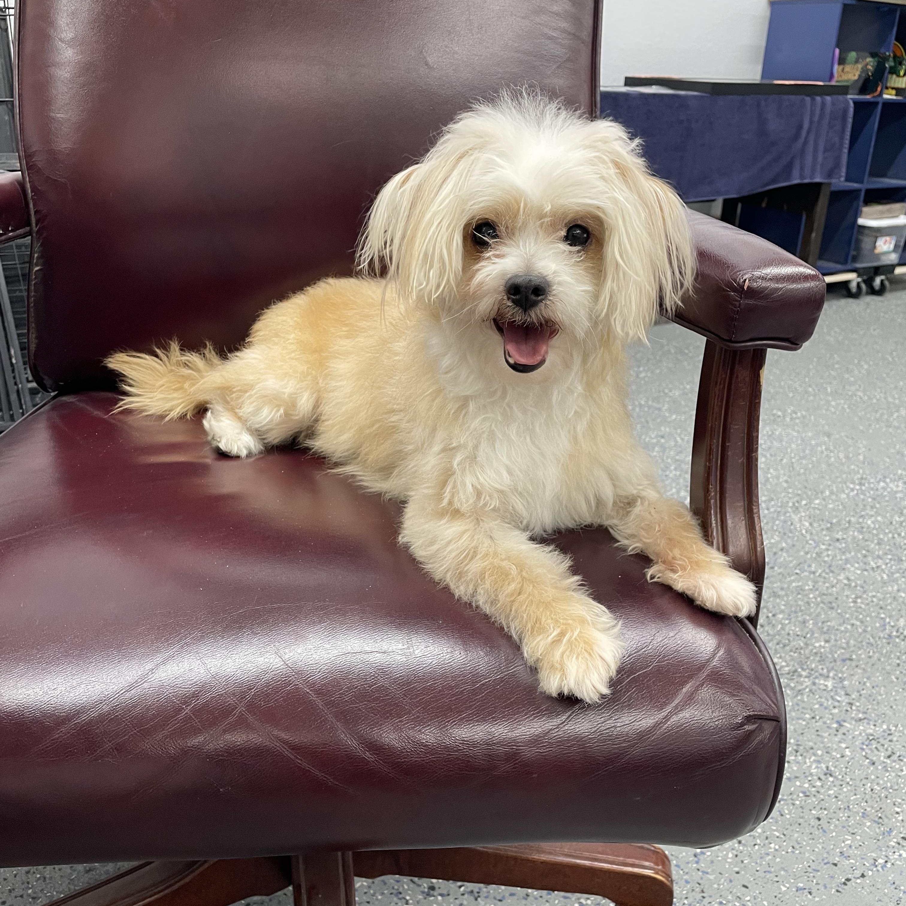 Enlarge Gabe , a ADOPTABLE mixed breed in Phoenix, AZ image 2/2