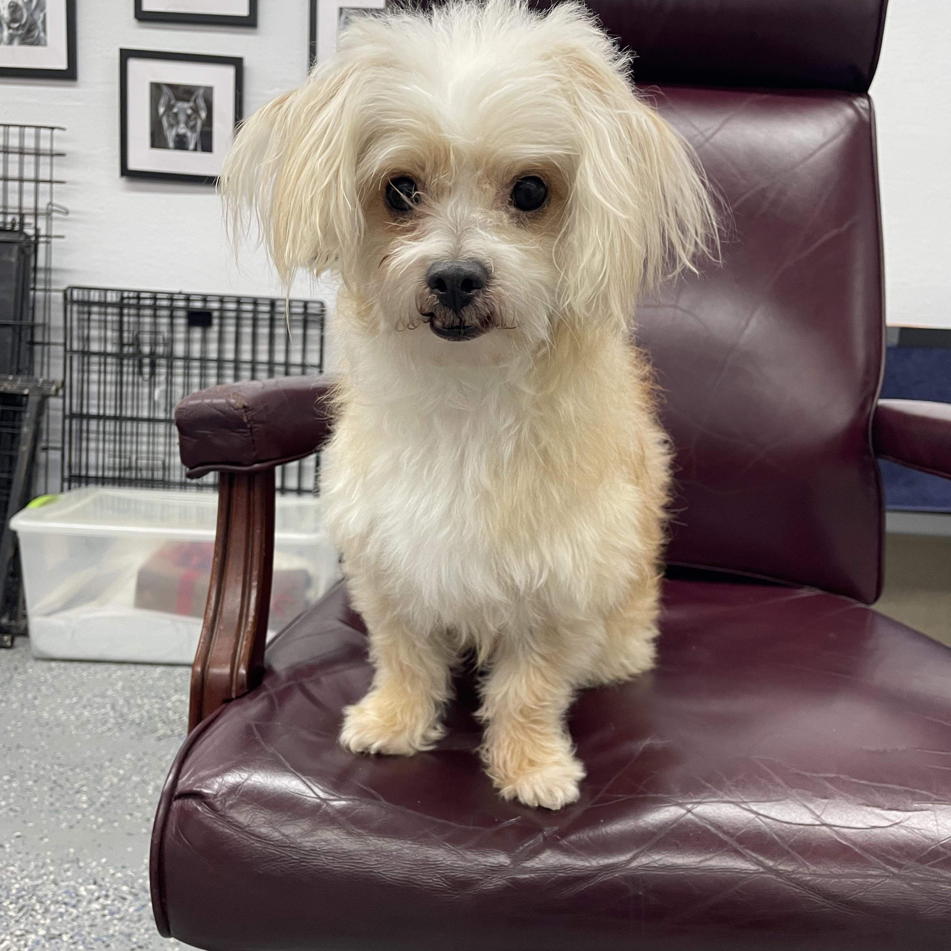 Gabe , ADOPTABLE, Adult Male Maltipoo.