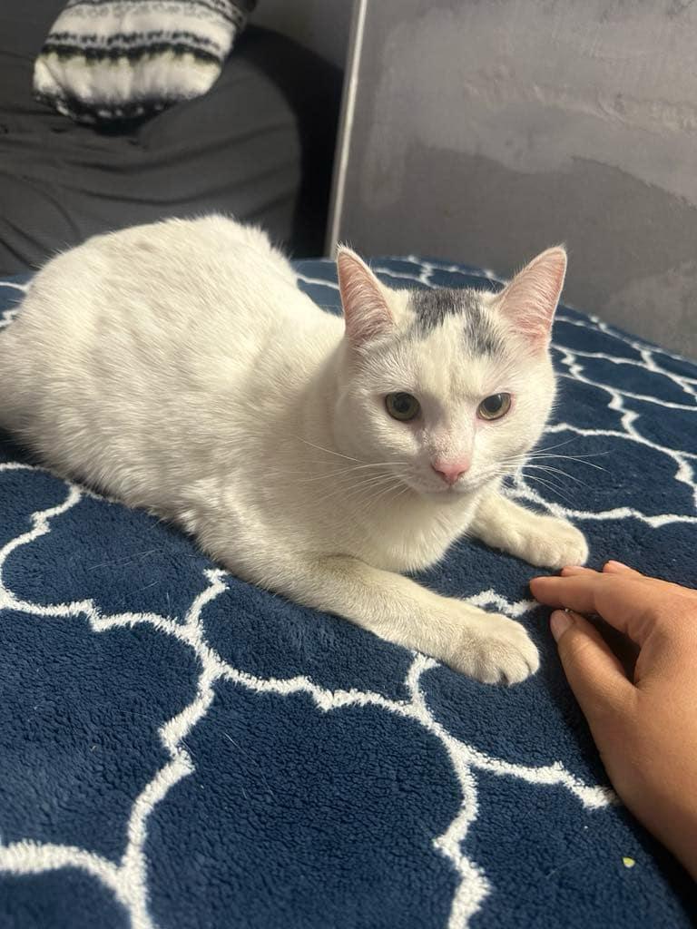 Duchess - XP, Adoptable, Adult Female Domestic Short Hair.