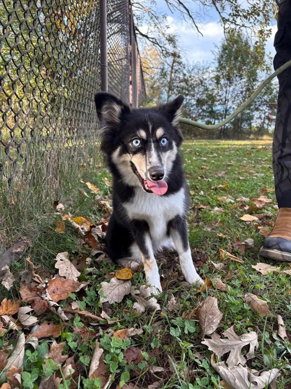 Enlarge Maggie, a Adoptable mixed breed in Skillman, NJ image 1/1