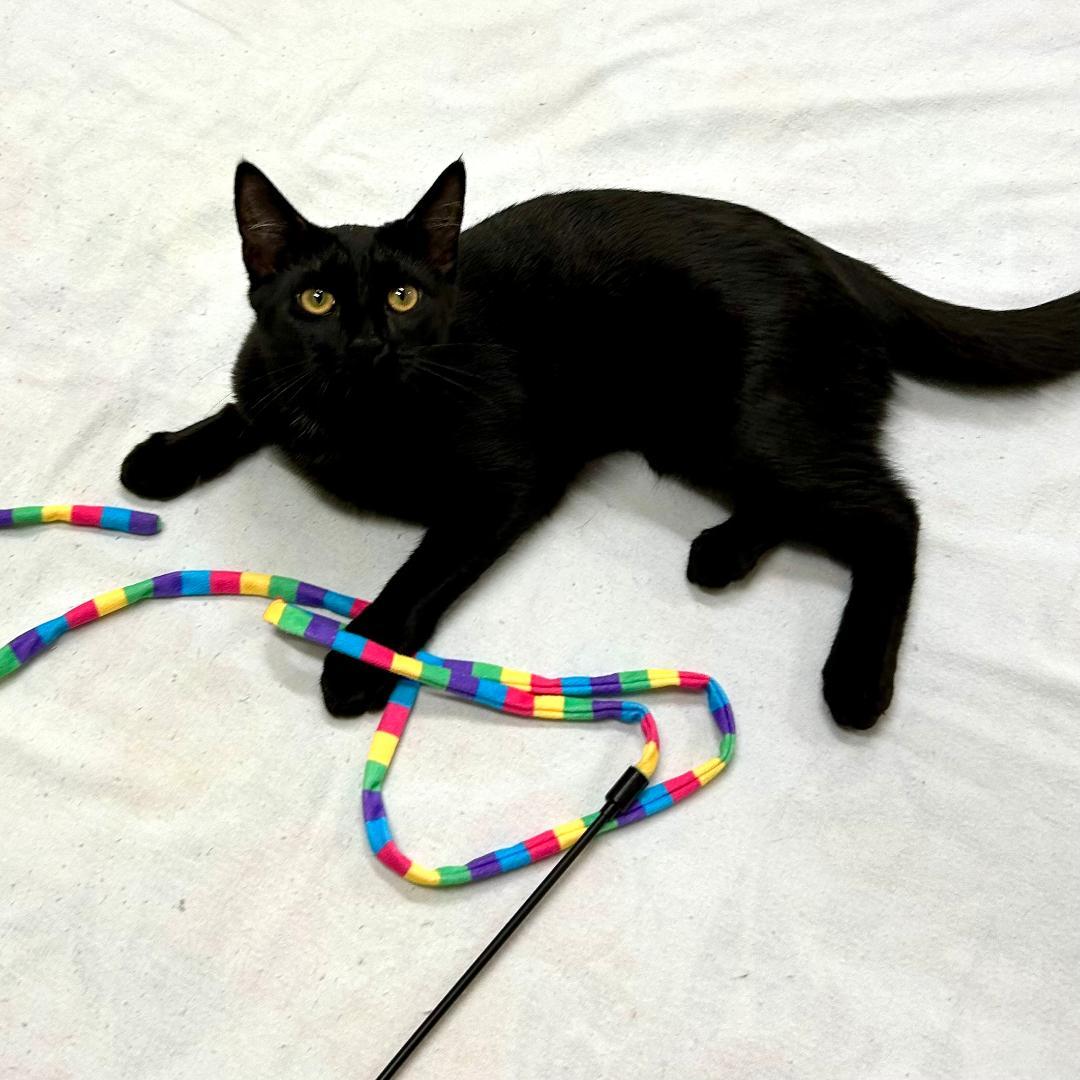Pantera (and Tigress), Adoptable, Young Female Domestic Short Hair.