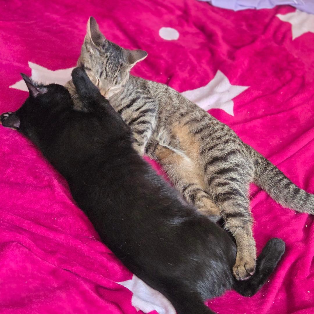 Enlarge Pantera (and Tigress), a Adoptable Domestic Short Hair in Arlington, VA image 2/3