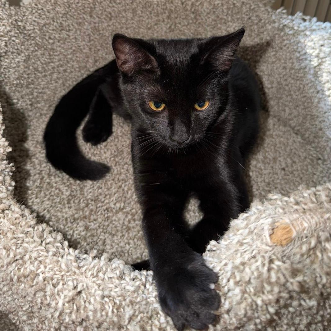 Enlarge Pantera (and Tigress), a Adoptable Domestic Short Hair in Arlington, VA image 3/3