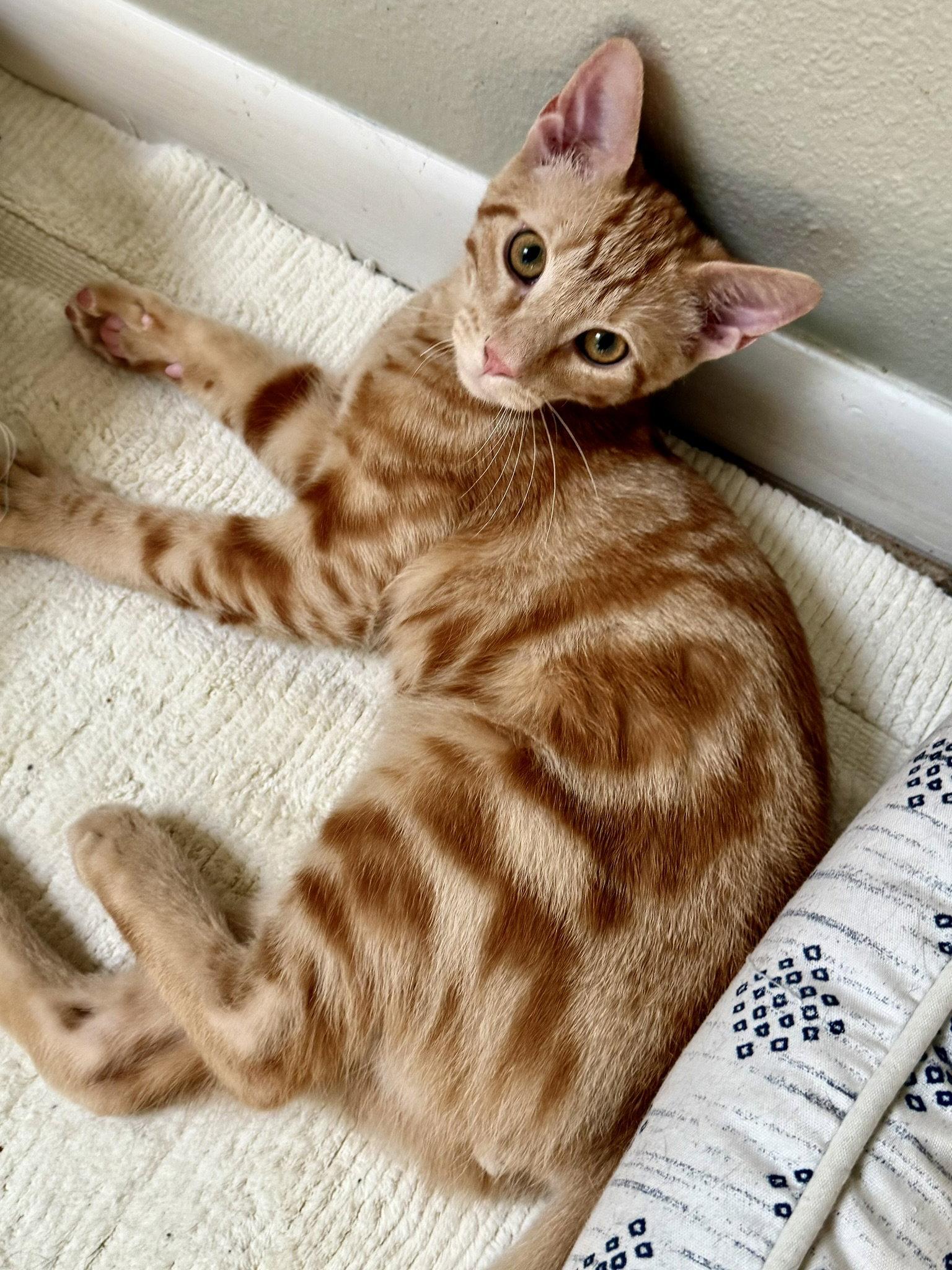 Enlarge Leonard, a Adopted mixed breed in Texarkana, TX image 1/3