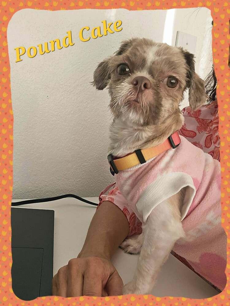 Pound Cake — thumbnail 6