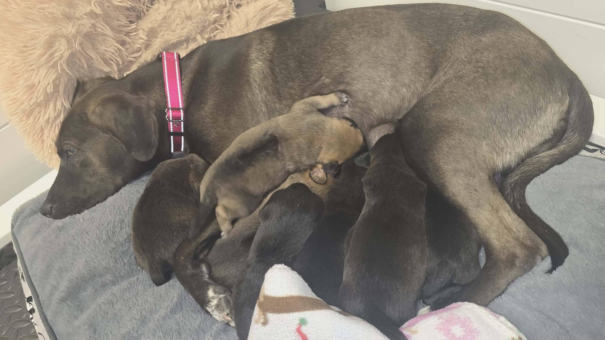 Enlarge Gaia - Beautiful Momma Dog!, a ADOPTABLE mixed breed in Buford, GA image 5/5