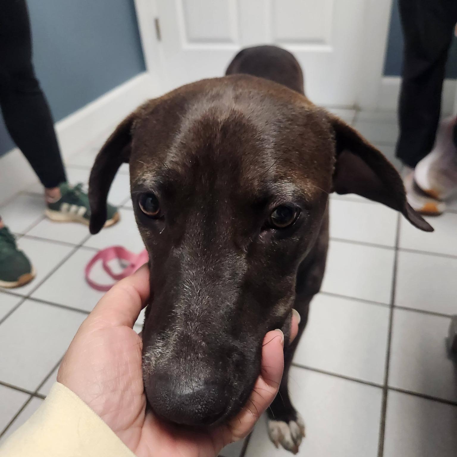 Enlarge Gaia - Beautiful Momma Dog!, a ADOPTABLE mixed breed in Buford, GA image 2/5