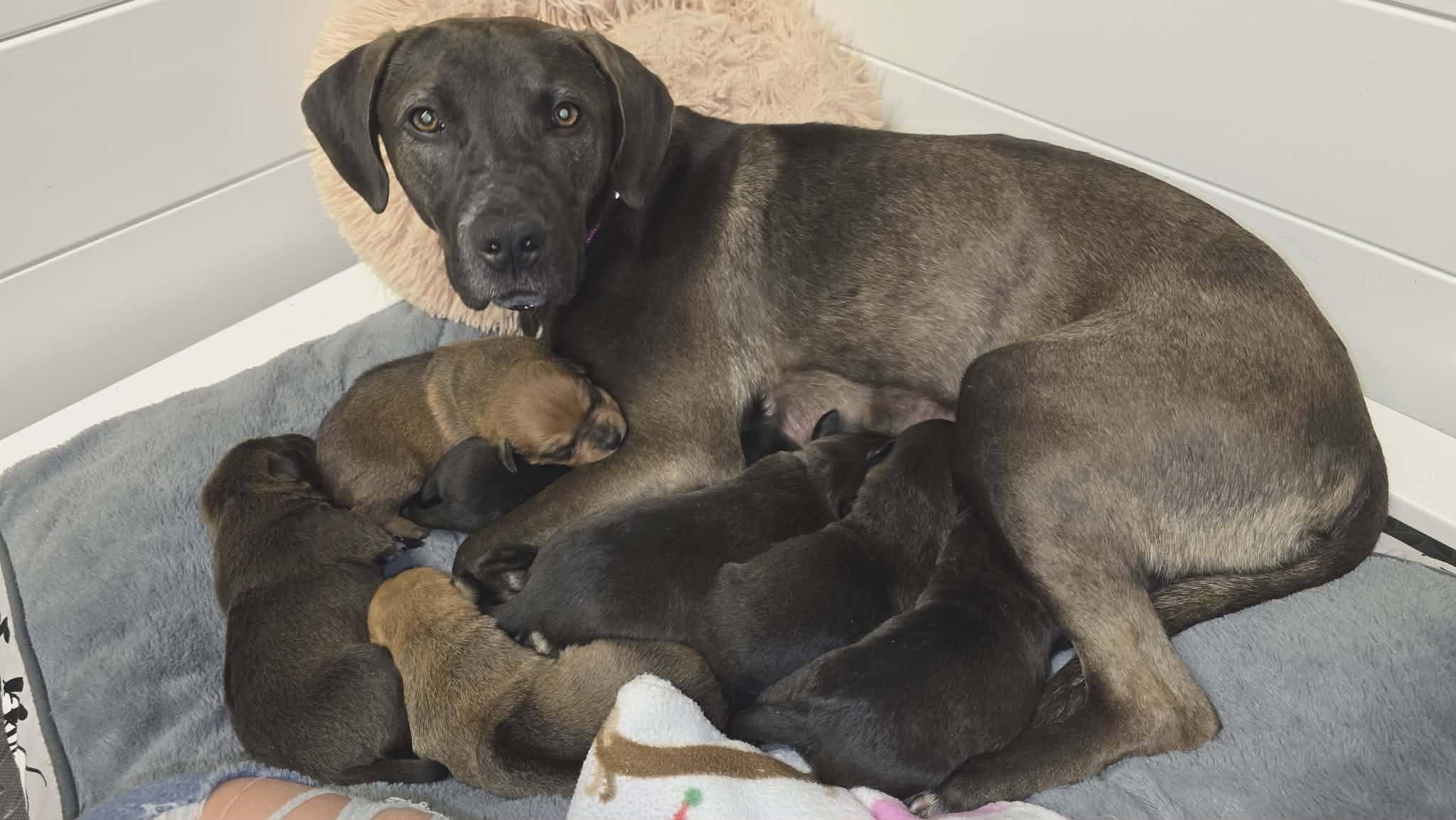 Enlarge Gaia - Beautiful Momma Dog!, a ADOPTABLE mixed breed in Buford, GA image 3/5