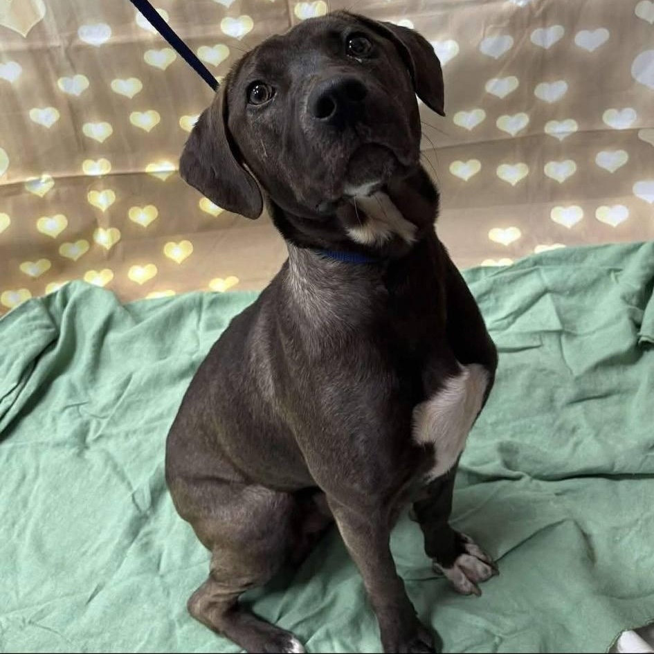 Enlarge Gaia - Beautiful Momma Dog!, a ADOPTABLE mixed breed in Buford, GA image 1/5