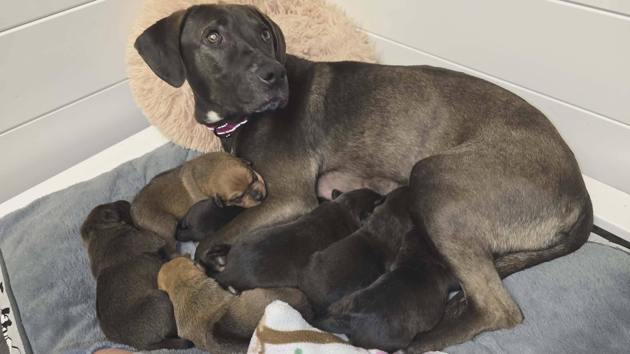 Enlarge Gaia - Beautiful Momma Dog!, a ADOPTABLE mixed breed in Buford, GA image 4/5