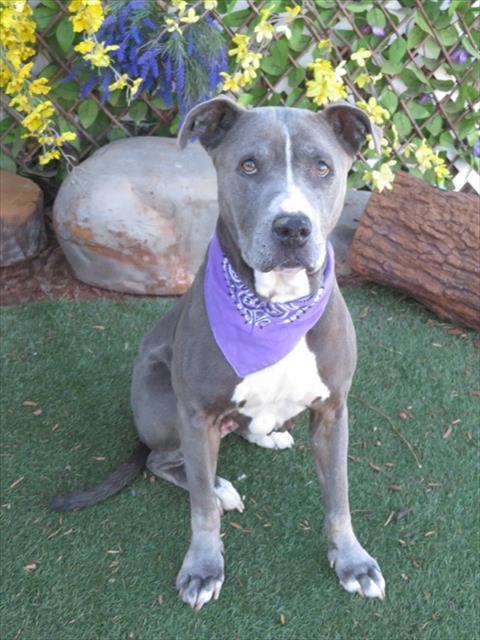 Enlarge BEAN, a Adoptable mixed breed in Oklahoma City, OK image 1/1