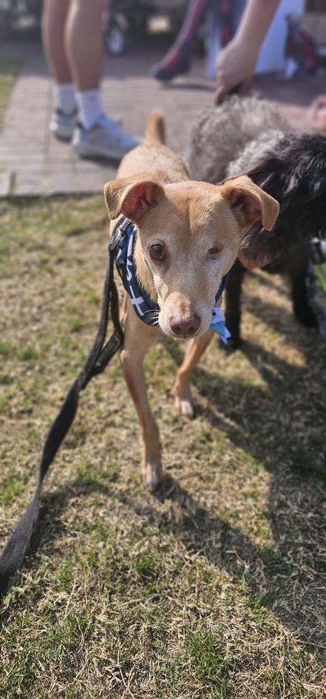 Protector #3179, a Adoptable mixed breed in Studio City, CA image 1/6