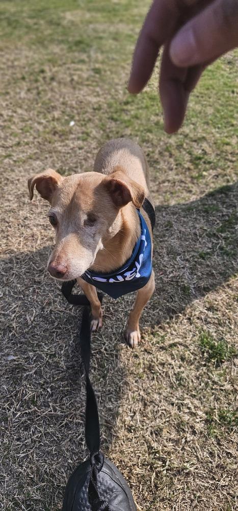 Protector #3179, a Adoptable mixed breed in Studio City, CA image 3/6