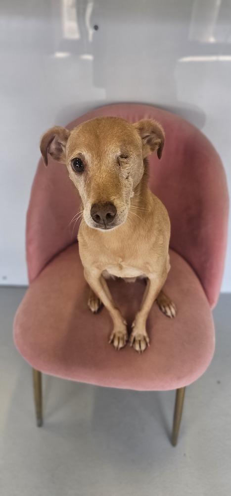 Protector #3179, a Adoptable mixed breed in Studio City, CA image 4/6