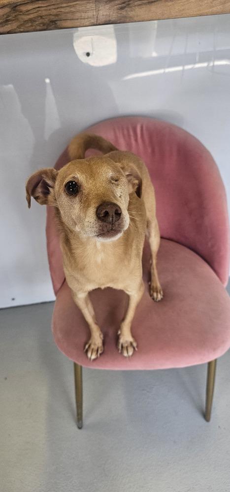 Protector #3179, a Adoptable mixed breed in Studio City, CA image 5/6