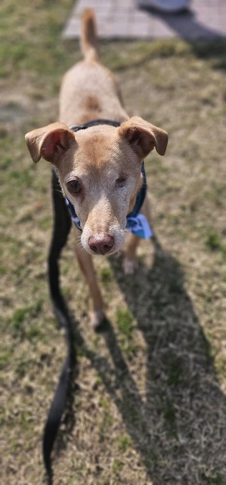 Protector #3179, a Adoptable mixed breed in Studio City, CA image 6/6