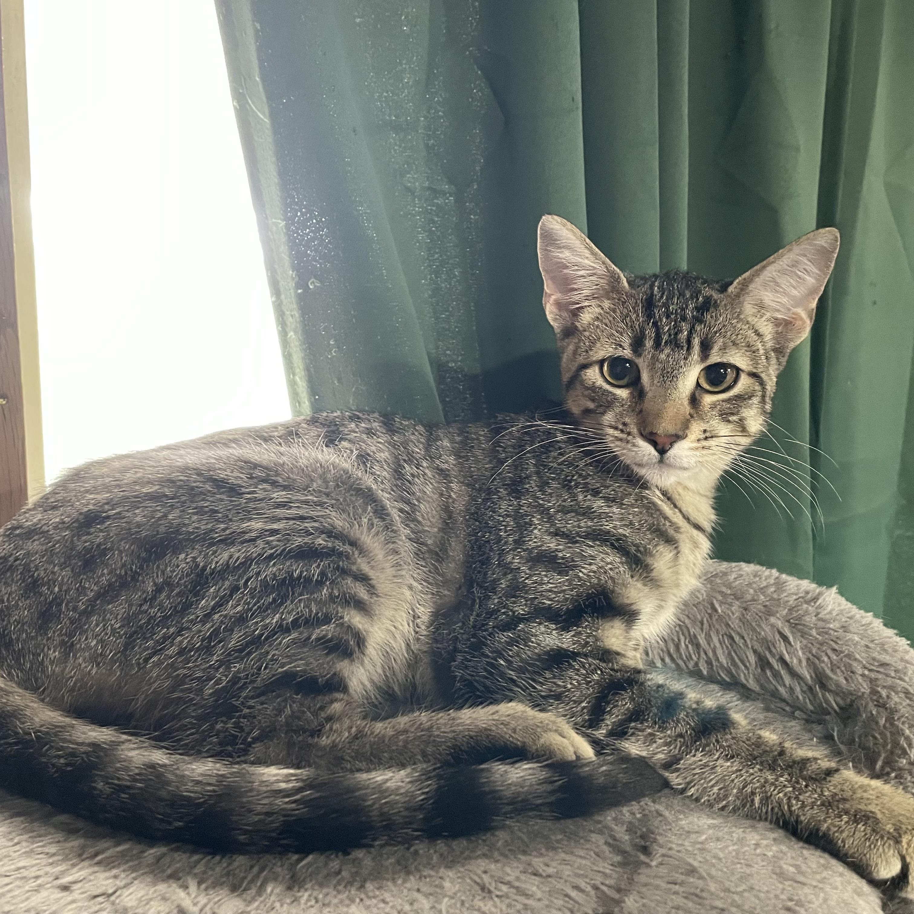 Tychus, adoptable, Kitten Male Domestic Short Hair.