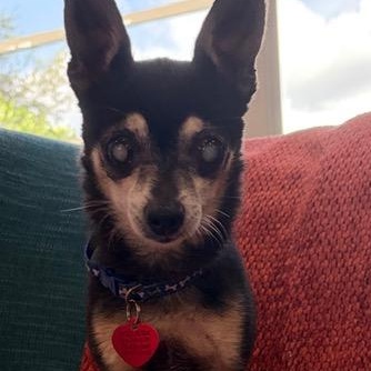 Enlarge Hodr, a ADOPTABLE Chihuahua in Boca Raton, FL image 4/4