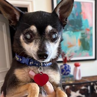 Enlarge Hodr, a ADOPTABLE Chihuahua in Boca Raton, FL image 2/4