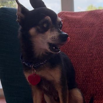 Enlarge Hodr, a ADOPTABLE Chihuahua in Boca Raton, FL image 3/4