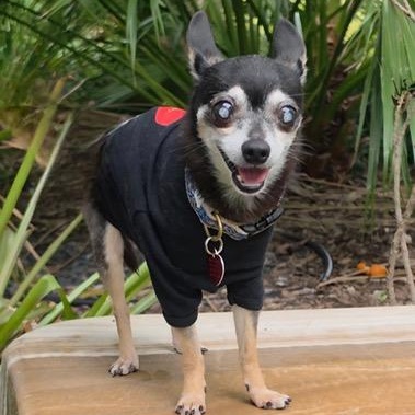 Enlarge Hodr, a Adoptable Chihuahua in Boca Raton, FL image 3/6