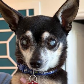 Hodr, ADOPTABLE, Senior Male Chihuahua.