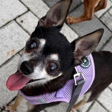 Enlarge Hodr, a Adoptable Chihuahua in Boca Raton, FL image 5/6