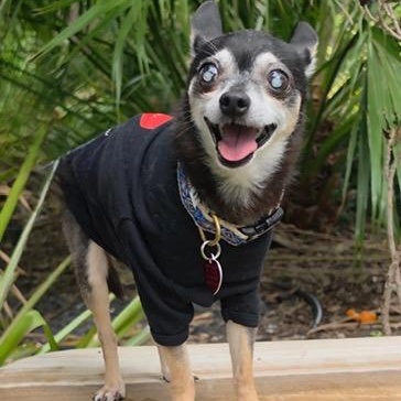 Hodr, Adoptable, Adult Male Chihuahua.