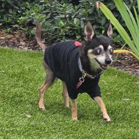 Enlarge Hodr, a Adoptable Chihuahua in Boca Raton, FL image 4/6