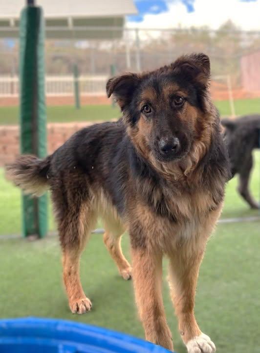 Cal, Adopted, Young Male German Shepherd Dog.